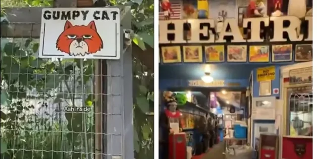 Кинорай для котиков: блогерша показала легендарный музей, где живут почти 60 пушистых