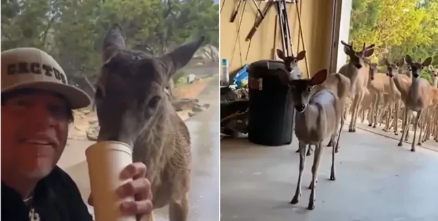 Мужчина накормил голодного оленя: на следующий день тот привел целое стадо