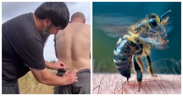 В Дагестане начали лечить простатит при помощи пчёл