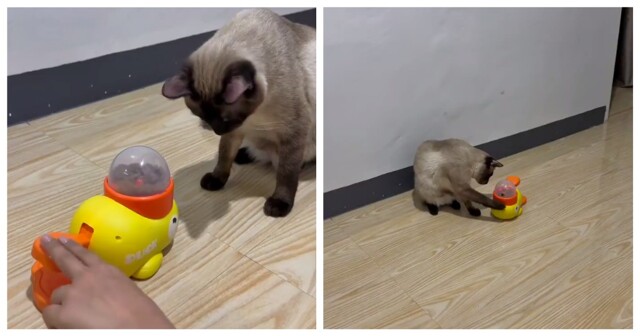 Проверка интеллекта кошки