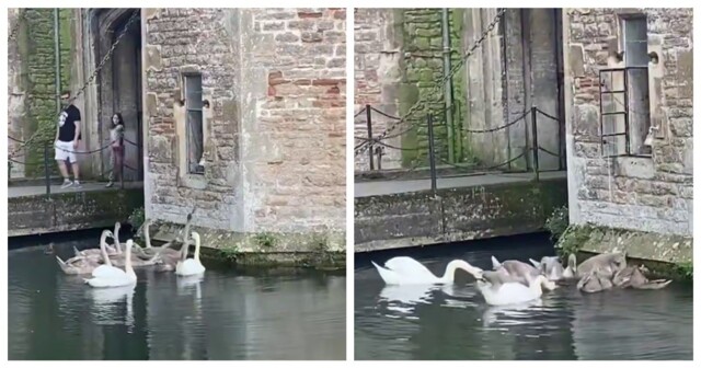Лебеди звонят в колокольчик, чтобы их покормили