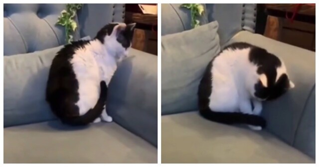 Кот, который умеет закругляться