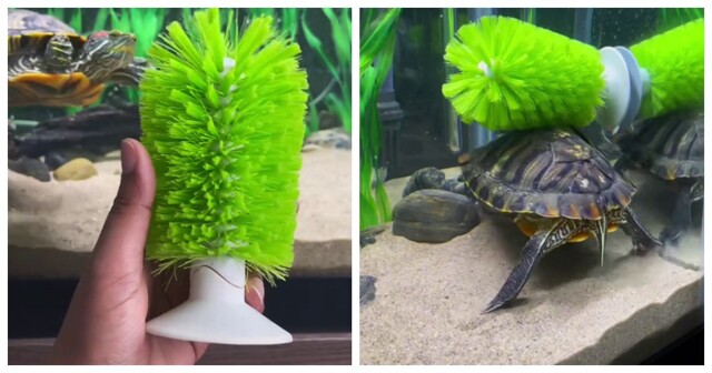 Реакция черепахи на чесалку