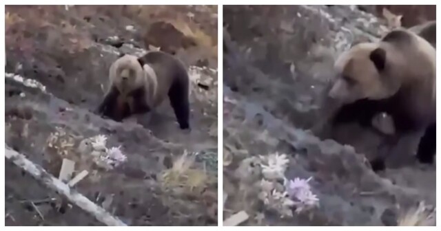 Медведь-трупоед раскопал могилы в Челябинской области