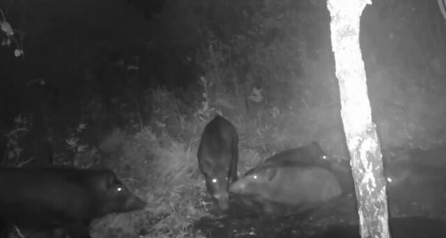 Кабаны устроили себе спа-вечер с грязевыми ваннами