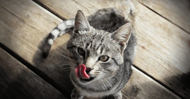 Кот полакомился колбасой в магазине