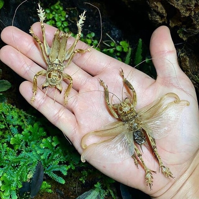 Хищные дюнные сверчки