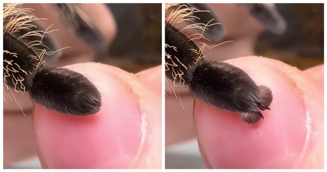 Лапки пауков немного напоминают кошачьи