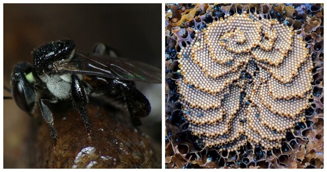 Архитектурный шедевр австралийских пчёл: загадочные ульи-спирали