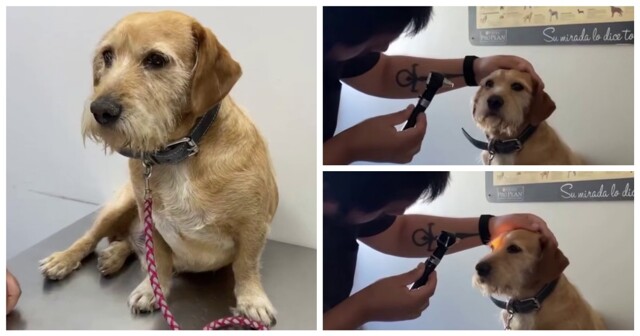 Пёс из приюта с характером