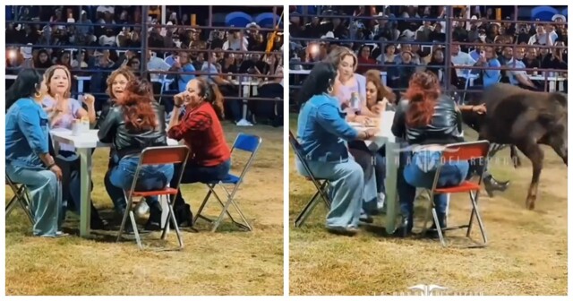 Женщины сыграли в «Бычий покер»