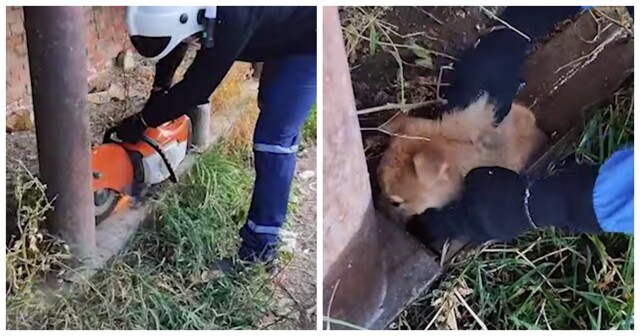 В Коми спасли щенка, застрявшего в металлической трубе