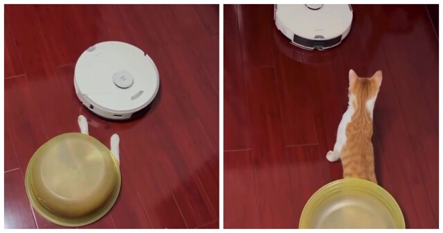 Кот попытался застать пылесос врасплох