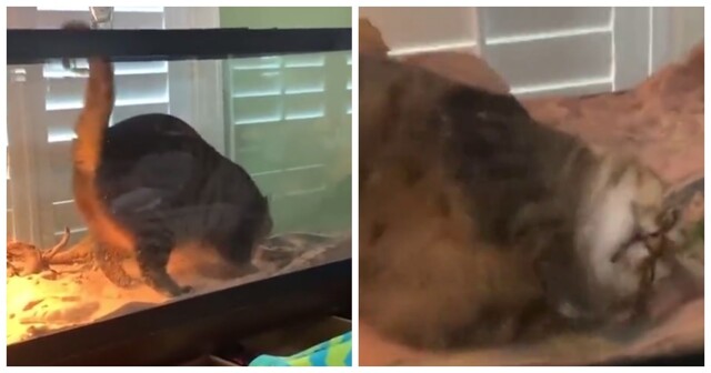 Коту приглянулся террариум