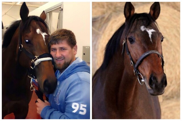 Рамзан Кадыров рассказал, как обманул СБУ и вернул из Чехии домой своего жеребца