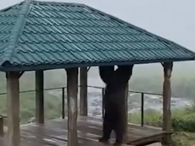 На Камчатке засняли медведя-турникмена