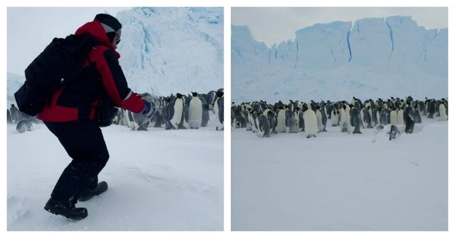 Российские орнитологи пришли на помощь птенцу императорского пингвина