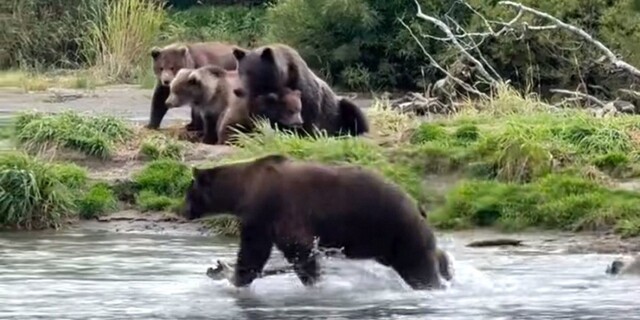 Медведица  защитила детёнышей от другой хищницы