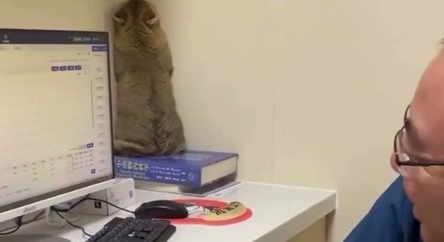 Пугливый кот попытался спрятаться от ветеринара