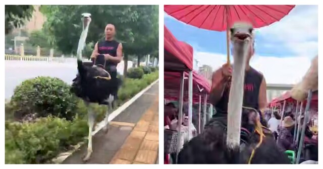 Китаец ездит по улицам на страусе