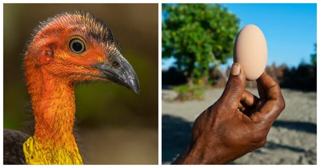 Жизнь мегаподов – птиц, которые не высиживают птенцов
