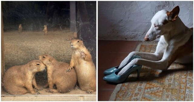 20 животных, как будто сошедших с полотен эпохи Возрождения