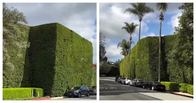 Живой забор миллиардера Джеффа Безоса