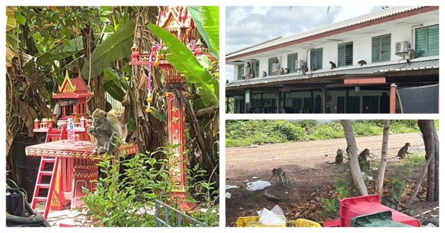 Более сотни обезьян сбежали из приюта в Таиланде и устроили беспорядки