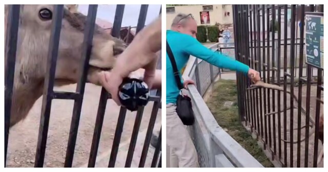 В Беларуси задержали мужчин, издевавшихся над оленем