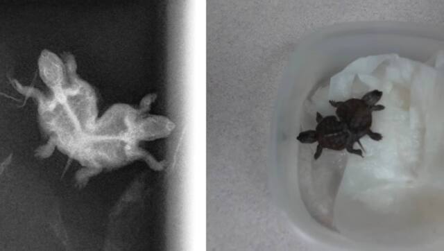 Сиамские близнецы-черепахи