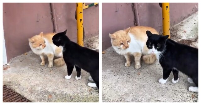 Пушистые хулиганы устроили разборки у входа в подъезд