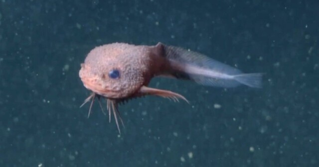 Улыбчивый морской монстр: на глубине более 3 км обнаружена очаровательная рыба