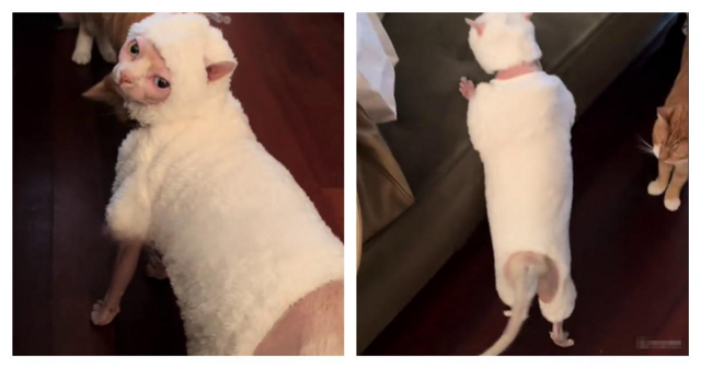 Кот в комбинезоне похож на живую лабубу