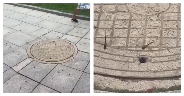 Стрекозы пируют у люка