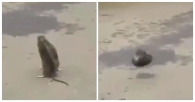 В Подмосковье сняли драку двух крыс