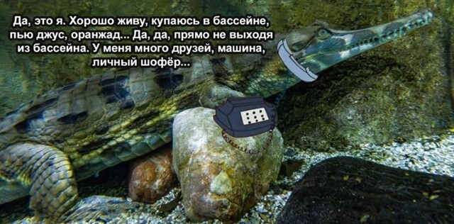 В Москвариуме поселились крайне редкие гавиаловые крокодилы⁠⁠