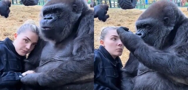 Смотрительница тайком дает самке гориллы вкусняшки