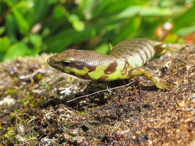Когда кровь становится зелёной: загадка сцинков Prasinohaema