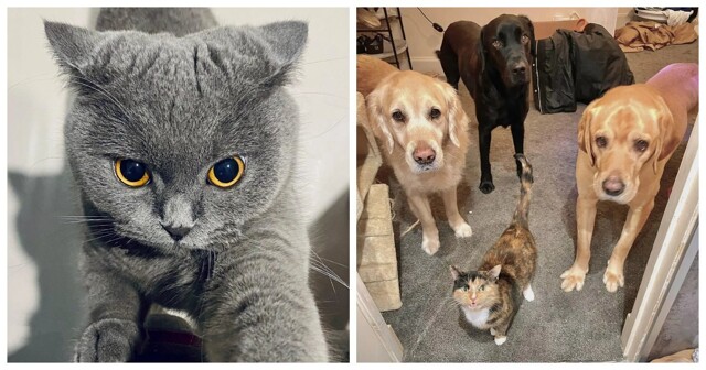 20 примеров разнообразных мыслей пушистых философов