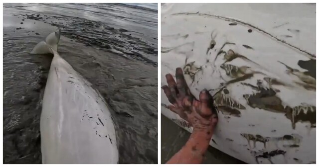 Мужчины спасли выброшенную на мель белуху