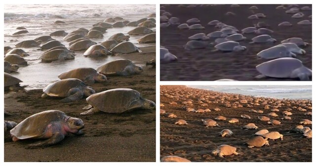 Массовое гнездование морских черепах на пляже Коста-Рики