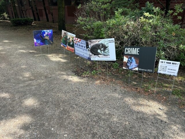 В США кошка победила на выборах «мэра велодорожки»