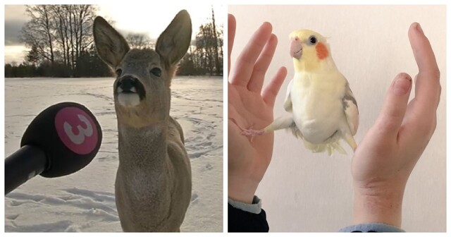 20 абсурдных фото, происходящее на которых проблематично объяснить с точки зрения логики