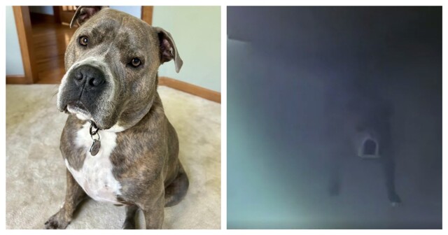 Хорошо воспитанный пёс