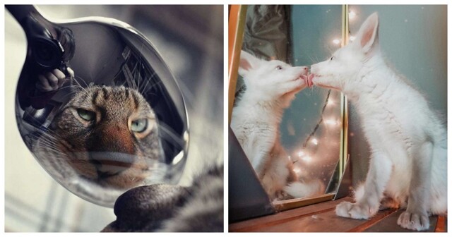 20 примеров трогательной реакции наших питомцев на собственное отражение в зеркале