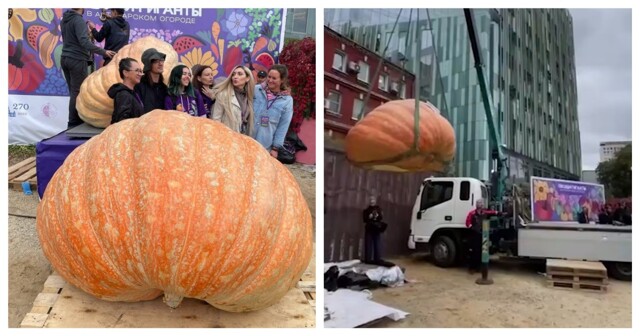 Подмосковный фермер вырастил самую большую тыкву в России