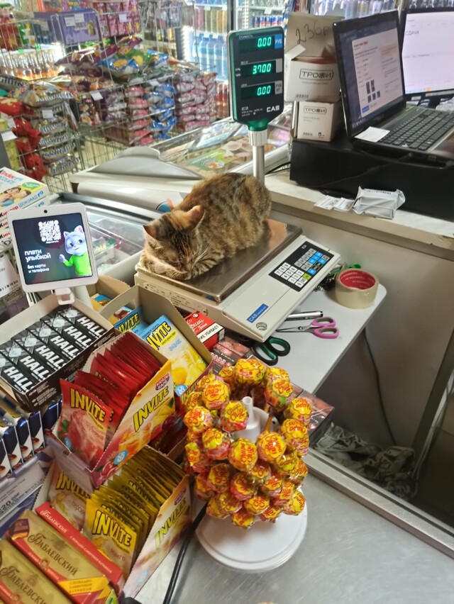 Котов завезли в фасовке 3,7 кг