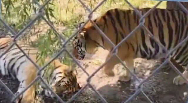 Крадущийся тигр повеселил посетителей зоопарка