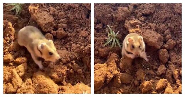 Хомяк охраняет свою территорию