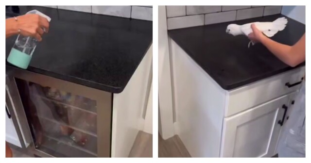 Попугай пародирует звук работы пульверизатора